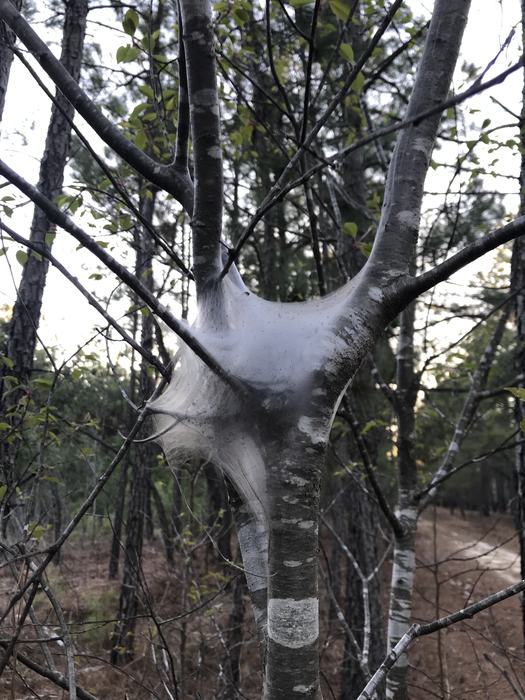 Tree fork wrapped in dense white tent-like spider web in a pine forest