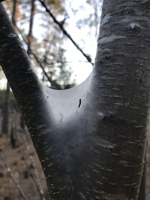 Tree fork covered in smooth silken webbing with a small caterpillar inside