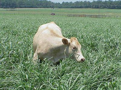 Light-colored cow grazing in tall green pasture