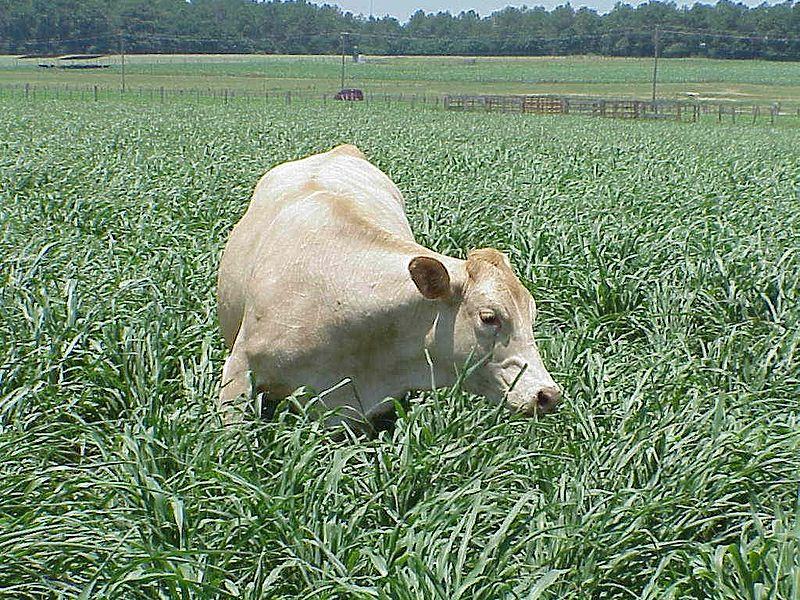 Light-colored cow grazing in tall green pasture