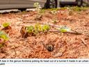 ground bee poking its head out of a ground hole