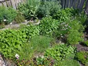 Raised herb garden bed with mint, chives (purple blooms) and small plant labels