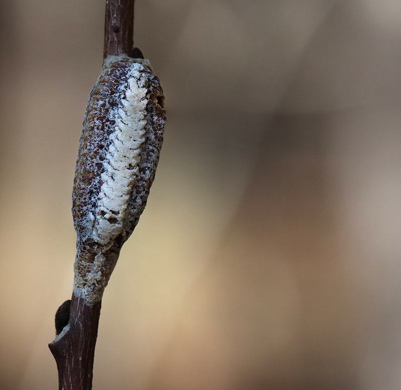 Elongated insect egg sac (ootheca) attached to a thin brown twig