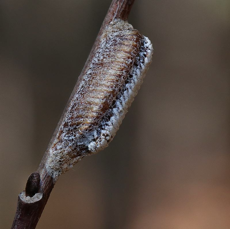 White foamy spittle-like mass attached to a small brown twig
