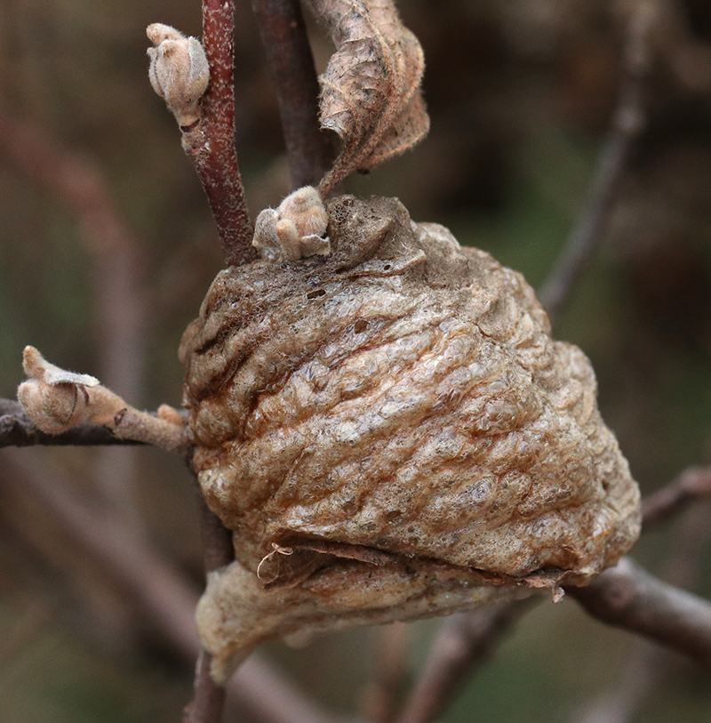 Paper wasp nest attached to small leafless twigs