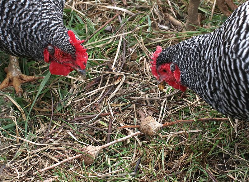 Two barred Plymouth Rock chickens pecking at a dried plant bulb on grass