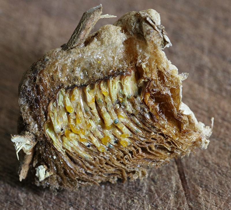 Cross-section of decayed plant bulb showing clustered yellow insect eggs and fibrous tissue
