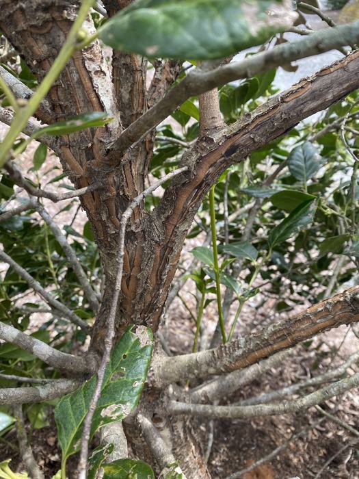 Old scars where hornets have harvested bark in the past.