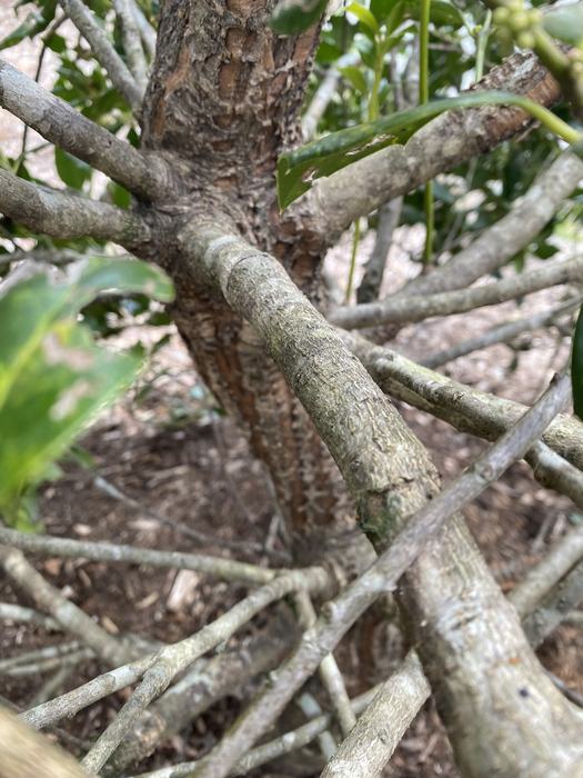 European hornets strip bark from hollies and other trees to make their nest sometimes killing limbs or entire plants.