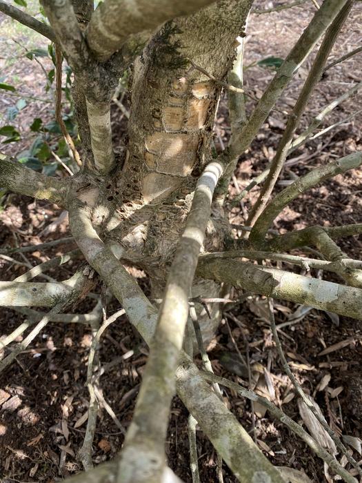 European hornets strip bark from hollies and other trees to make their nest sometimes killing limbs or entire plants. The damage can be alongside woodpecker damage.