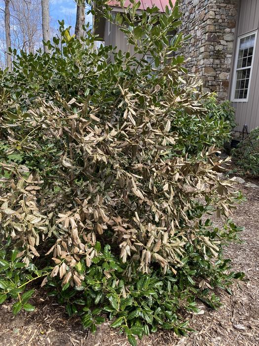 dead limbs on Nellie R. Stevens' holly caused by hornets stripping bark.