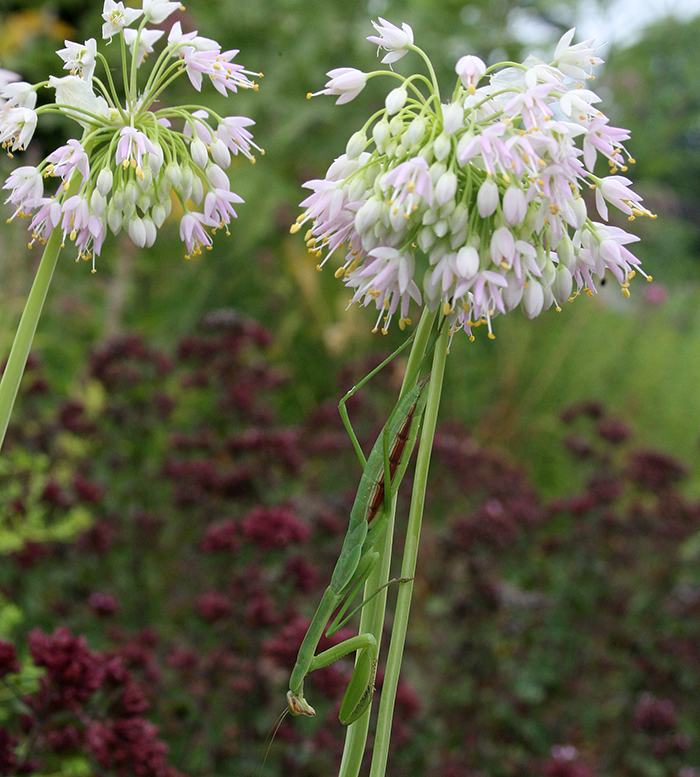 Chinese praying mantid on nodding onion in the pollinator garden