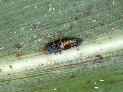 Black-and-orange ladybug larva crawling along a green leaf