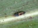 Black-and-orange ladybug larva crawling along a green leaf