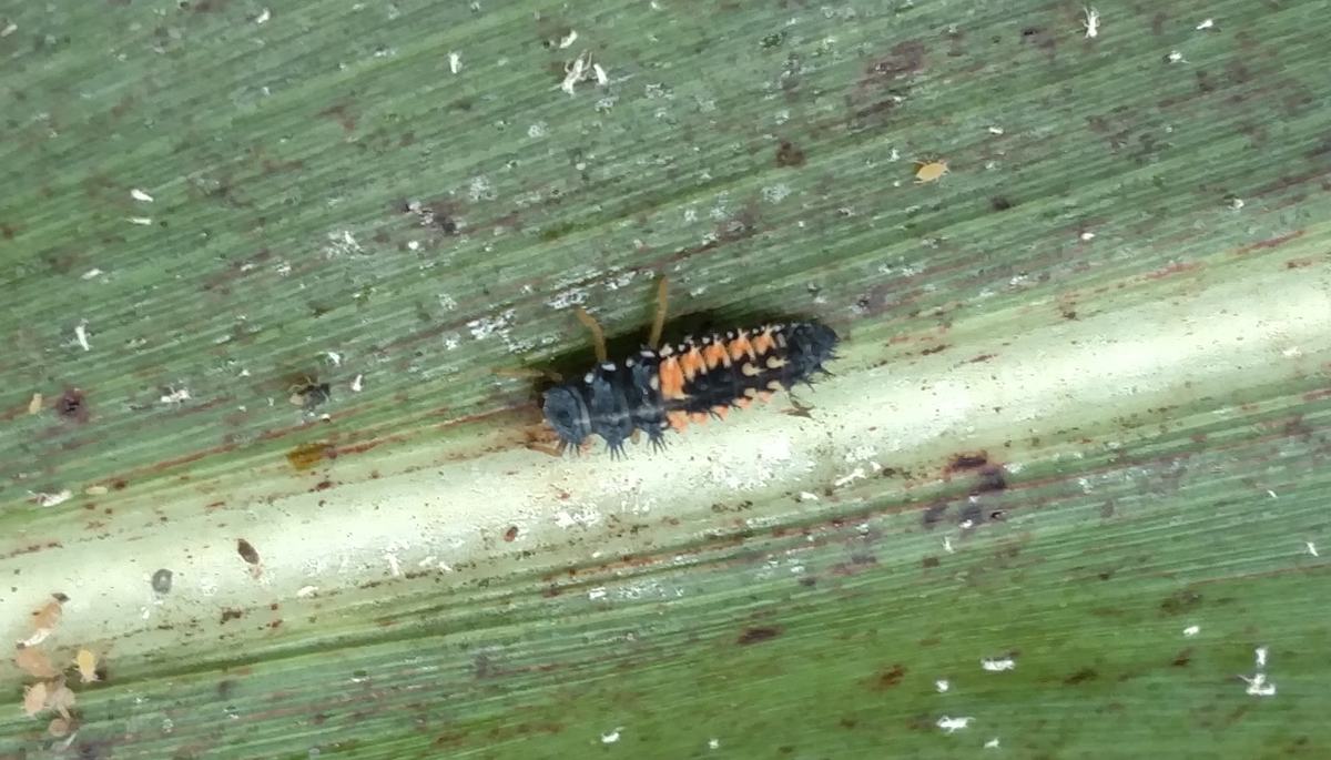 lady beetle larvae