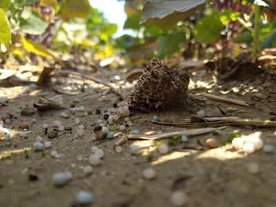 Soil with scattered white and blue fertilizer pellets and a dried plant stub