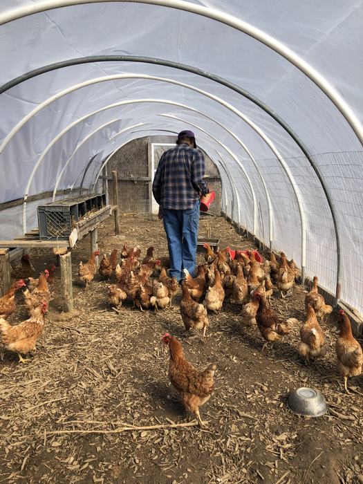 man feeding chickens inside a hoop house