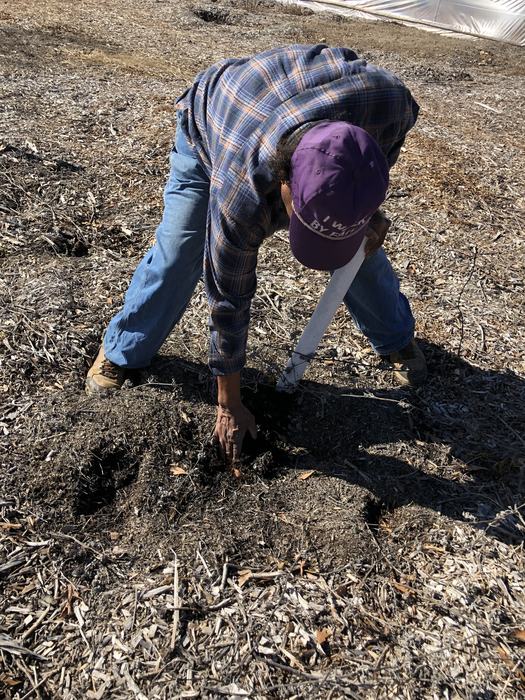 Man digging in a field