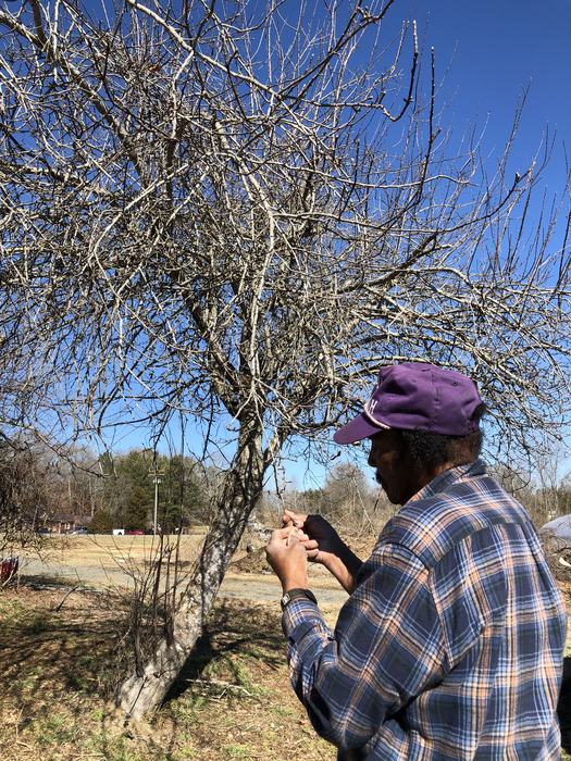 Man working on a tree graft