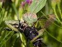 Green praying mantis grasping and feeding on a large black insect