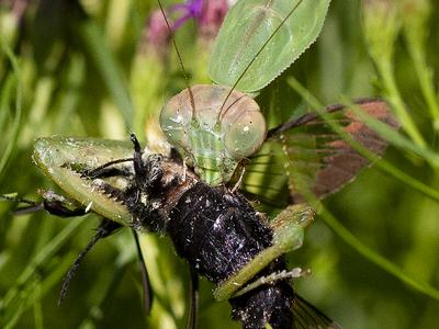 Green praying mantis grasping and feeding on a large black insect