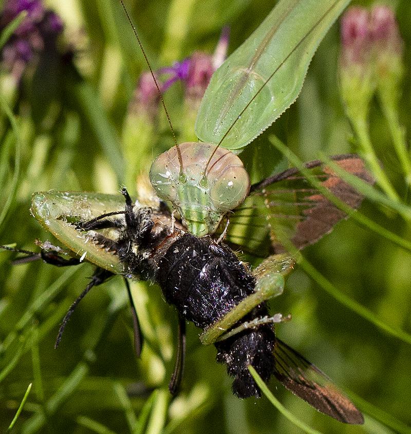 Green praying mantis grasping and feeding on a large black insect