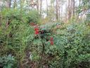 Small shrub with clusters of red berries in a dense forest understory