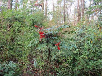 Small shrub with clusters of red berries in a dense forest understory