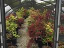 Japanese maples in greenhouse