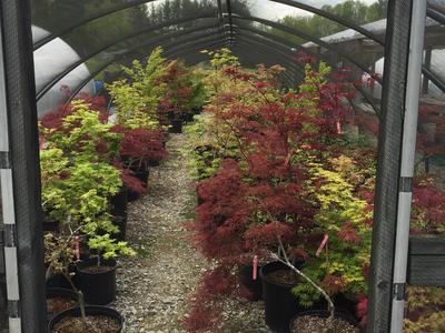 Japanese maples in greenhouse