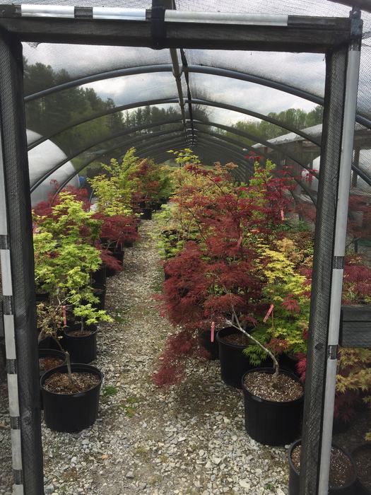 Japanese maples in greenhouse