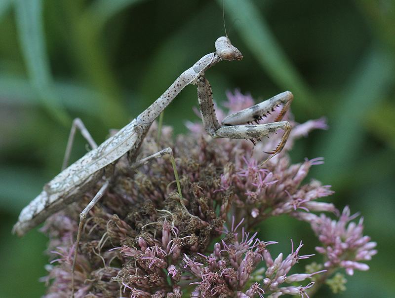 Gray praying mantis perched on a cluster of pink flowers