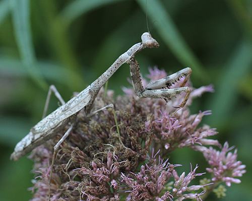 Brown praying mantis perched on a cluster of pink flowers