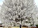 A symmetrical yard tree covered in white flowers
