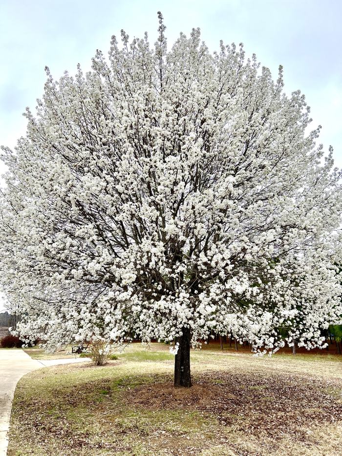 Image of a blooming Bradford pear tree with vibrant white blooms covering the tree.
