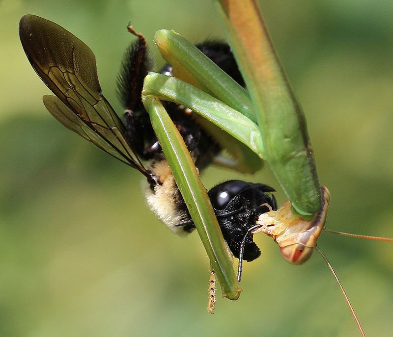 Praying mantis grasping and feeding on a large black bee
