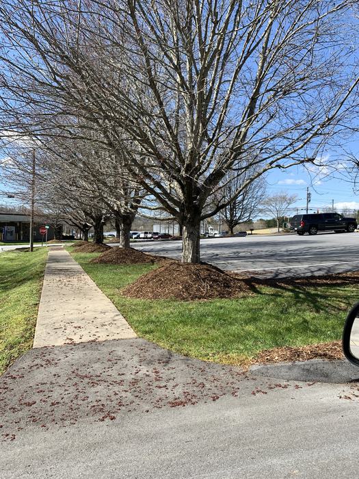 excessive mulch is bad for tree health