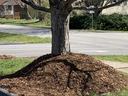 volcano mulch