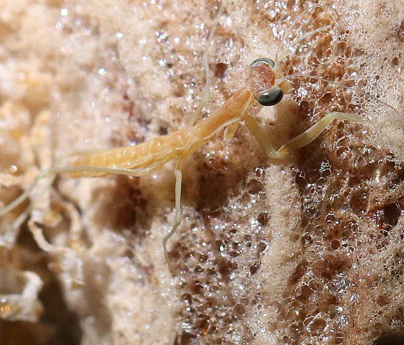 small pale praying mantis nymph on beige textured surface