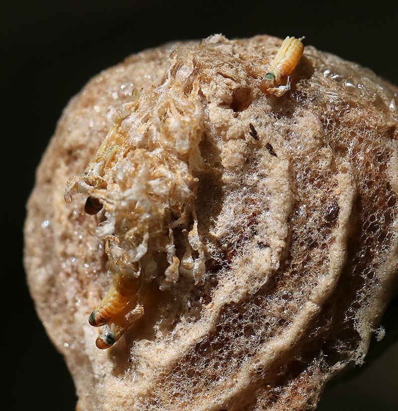 Small yellow-orange larvae crawling on a papery spherical nest