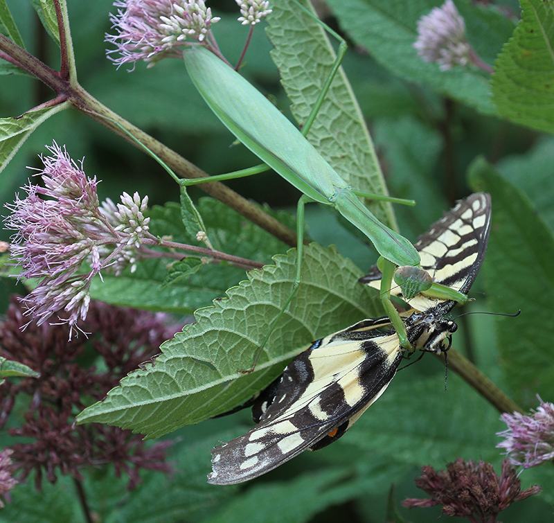 Green praying mantis grasping and feeding on yellow-and-black butterfly on leaves