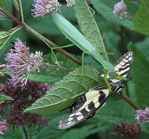 Green praying mantis grasping a yellow-and-black moth on leaves and pink flowers