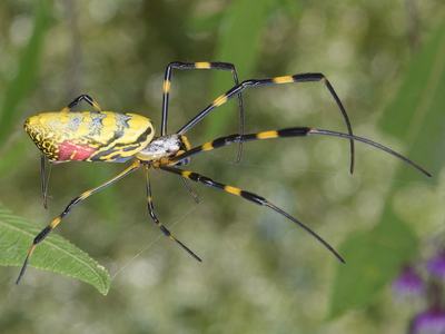 Yellow and black orb-weaver spider suspended in web beside a green leaf