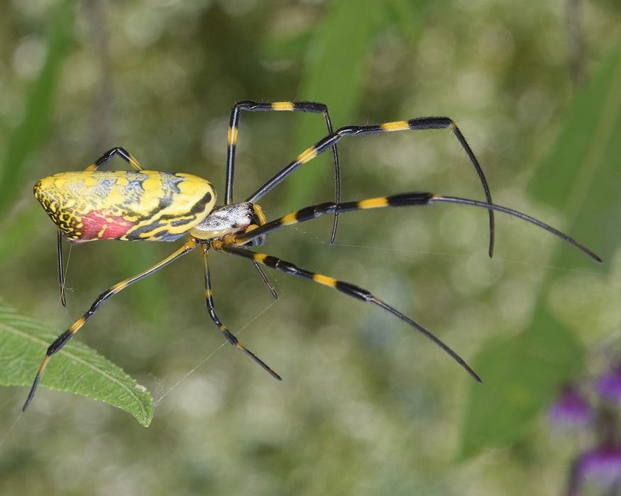 A large spider on its web, spider is mostly yellow with blue banding and red markings on its side