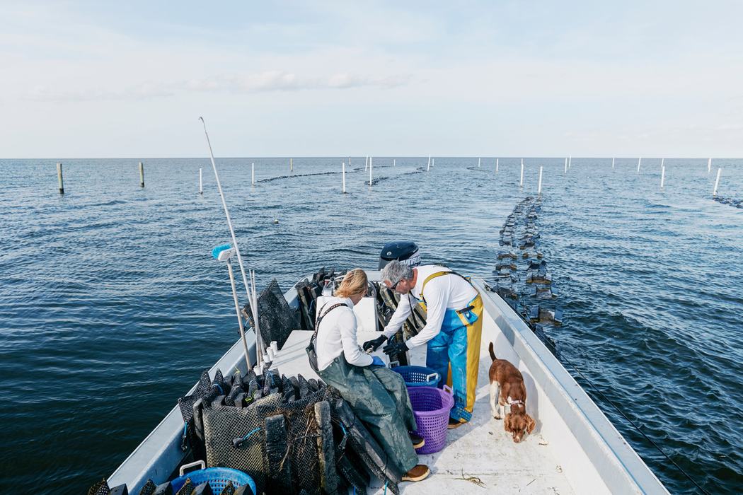 Two people on a boat tending oyster cages amid rows of oyster racks at sea