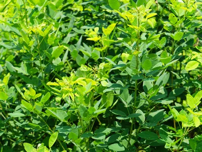 Lespedeza