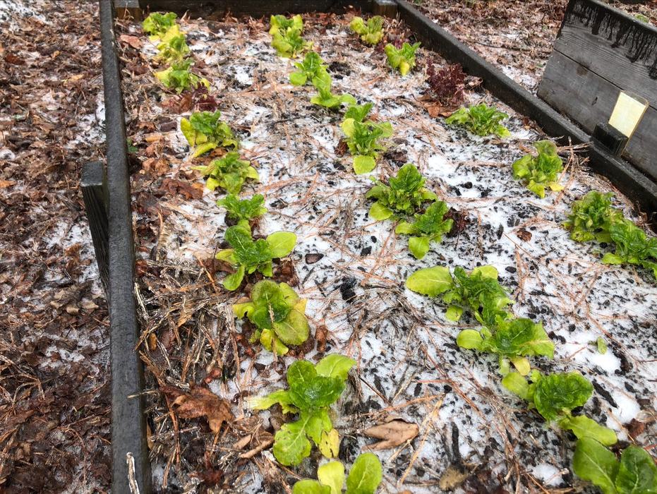 Lettuce row spacing