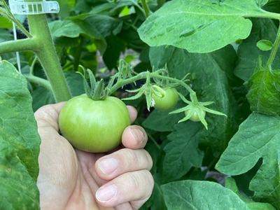 Hand holding unripe green tomato on tomato plant vine amid large leaves