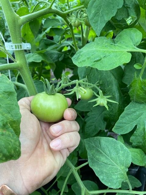 Hand holding unripe green tomato on tomato plant vine amid large leaves