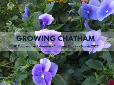 Purple pansy flowers with translucent banner reading "GROWING CHATHAM"
